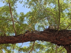 Prosopis pubescens