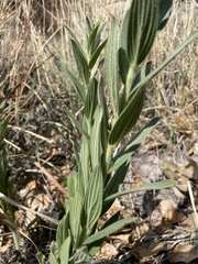 Lithospermum occidentale