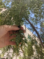 Prosopis pubescens