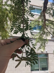 Prosopis pubescens