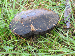 Phlebopus marginatus