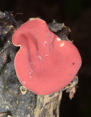 Phillipsia domingensis