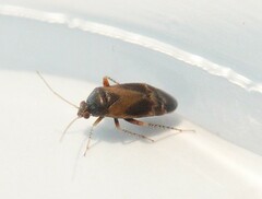 Psallus variabilis