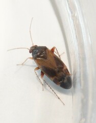 Psallus variabilis