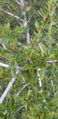 Cercocarpus ledifolius