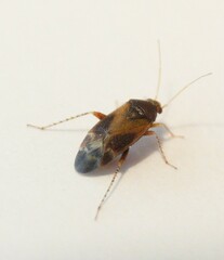 Psallus variabilis