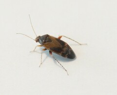 Psallus variabilis