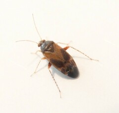 Psallus variabilis