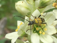 Etorofus obliteratus