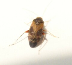 Psallus variabilis
