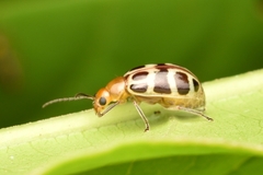 Exora olivacea