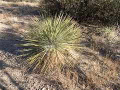 Yucca elata verdiensis