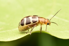 Exora olivacea