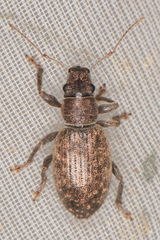 Brachyderes pubescens