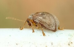 Demotina modesta