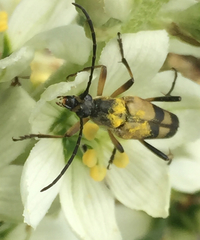 Etorofus obliteratus