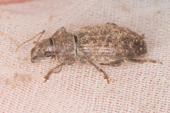 Brachyderes pubescens