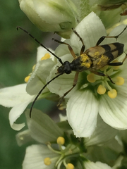 Etorofus obliteratus