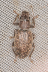 Brachyderes pubescens