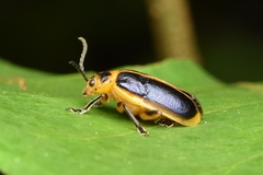 Cacoscelis marginata compta