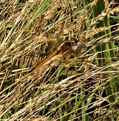 Libellula needhami