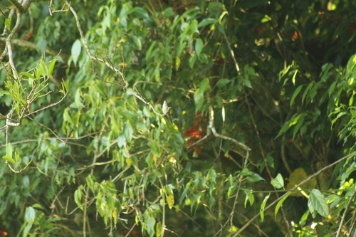 Long-tailed Sabrewing