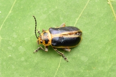 Cacoscelis marginata compta