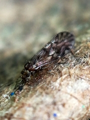Philotarsidae