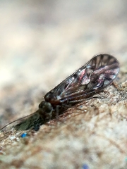 Philotarsidae