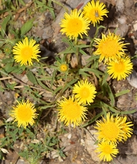 Pentanema montanum