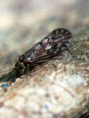 Philotarsidae