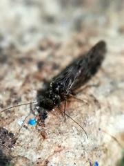 Philotarsidae