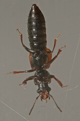 Bledius spectabilis