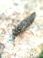 Philotarsidae