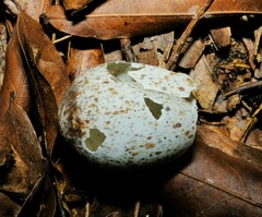Antrostomus vociferus