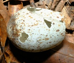 Antrostomus vociferus