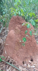 Cornitermes cumulans