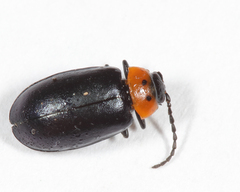 Disonycha triangularis