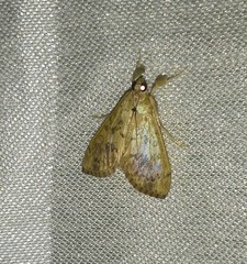 Evergestis rimosalis