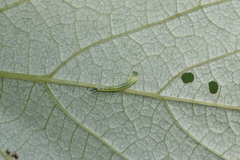 Amphion floridensis
