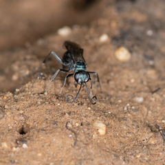 Auplopus architectus