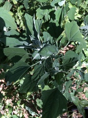 Chenopodium album