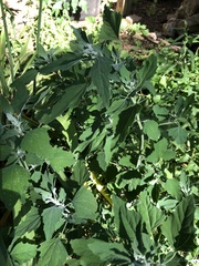 Chenopodium album