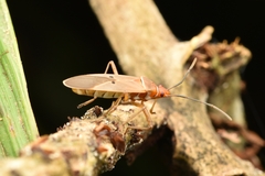 Dysdercus bimaculatus