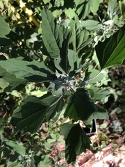 Chenopodium album