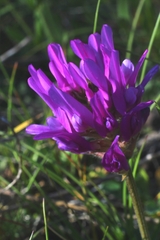 Astragalus onobrychis