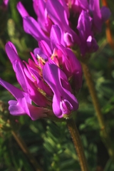 Astragalus onobrychis
