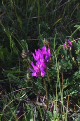 Astragalus onobrychis