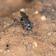 Auplopus architectus