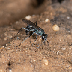 Auplopus architectus